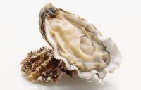 美國太平洋石蠔 XL