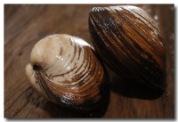 日本北海道産活北寄貝